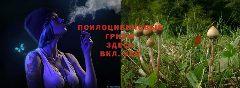 Галлюциногенные грибы MAGIC MUSHROOMS  купить   ОМГ ОМГ как зайти  Мыски 